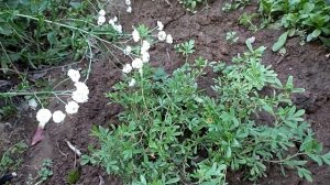 Дача. Середина лета | Черенки лапчатки, спиреи, пузыриплодника | Мартиния и Малопа