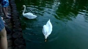 Семейная пара лебедей. Парк Горького. Park Kharkov