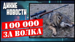 Уголовка за лося. Яйца баклана. Медведь убийца. Учет животных. Дикие новости