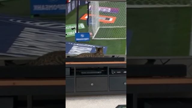 Игра Приостановлена?