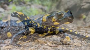 What is a fire salamander? Are fire salamanders poisonous? Can you touch a fire salamander?