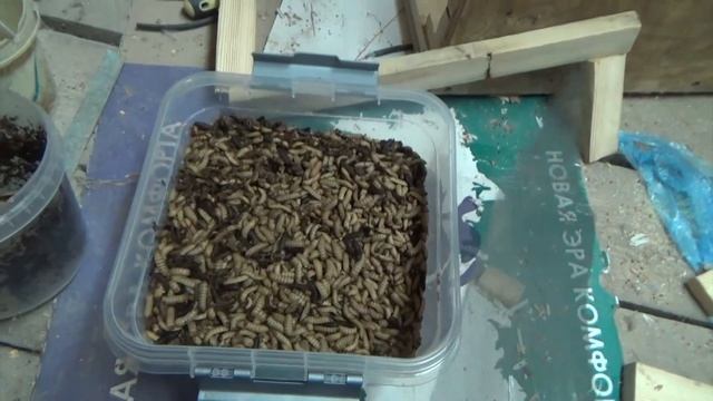 Начал выращивать живой корм для кур несушек.