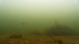 Зимняя рыбалка с экшн-камерой