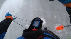 СУДАКА РАЗДРАЖАЕТ ЭТА РАСЦВЕТКА. ЛОВЛЯ СУДАКА НА РАТЛИНЫ