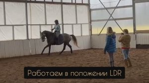 Работа лошади вперёд-вниз в положении LDR