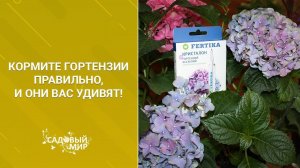 Кормите гортензии правильно и они вас удивят!