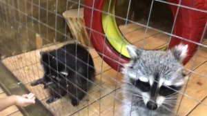 Игровые автоматы, Зоопарк, Школа футбола Краснодар, СБС мегамолл...