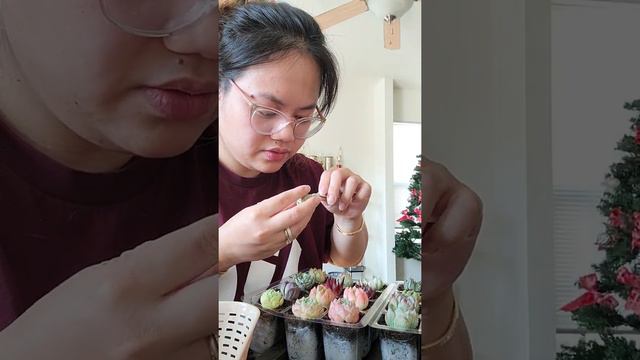 Potting Imported Korean Succulents Part 2 of unboxing video смотреть онлайн