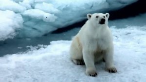 Впадают ли в Спячку Белые Медведи ?