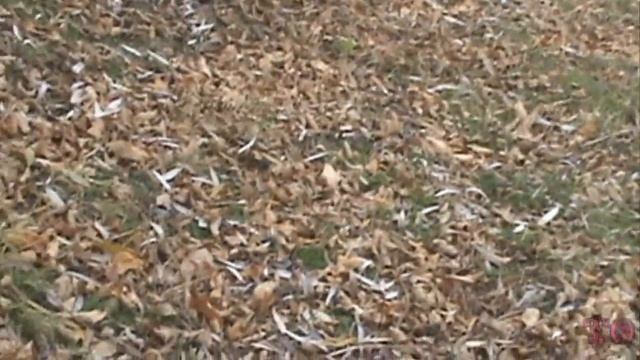 ОСЕННЯЯ РЫБАЛКА НА КАРАСЯ В АСТРАХАНИ 2016 г. АСТРАХАНСКИЙ КАРАСЬ смотреть онлайн