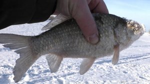 ЗИМНЯЯ РЫБАЛКА НА ХАПУГУ ХЛОПОК, ОТЛИЧНАЯ СНАСТЬ ДЛЯ РЫБАЛКИ В ГЛУХОЗИМЬЕ, Fisherman DV. 27 RUS
