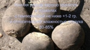 Как и где хранить редьку