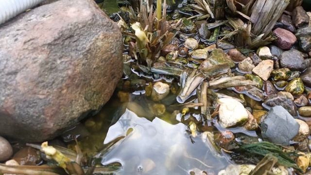 Честный обзор песочный фильтр Intex. Фильтр для воды. Пруд с рыбой. Очистка воды. Барабанный фильтр