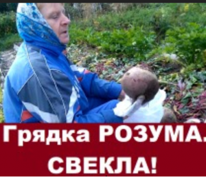 Грядка Розума. УРОЖАЙ свеклы!.MP4