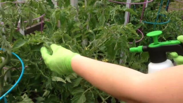 Увеличиваем урожай помидор, огурцов на 20-30 % / Подкормка Борной Кислотой / Сезон 2016