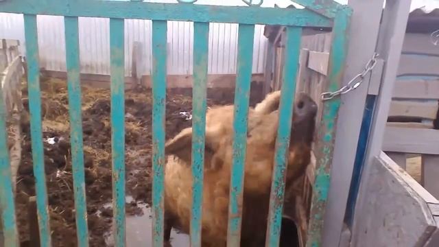 Поросята "Венгерская Мангалица" смотреть онлайн