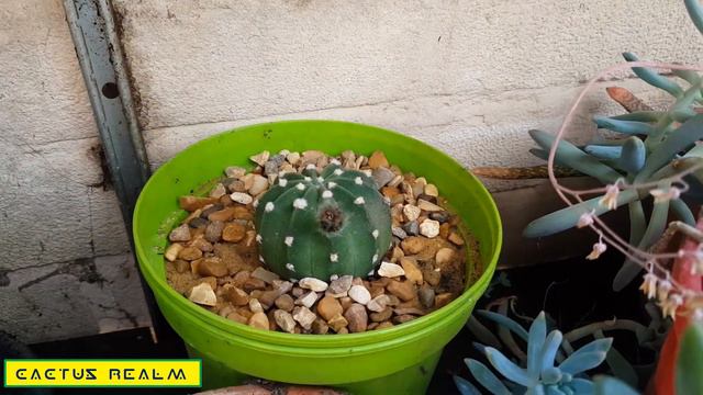 Astrophytum asterias - sea urchin cactus смотреть онлайн