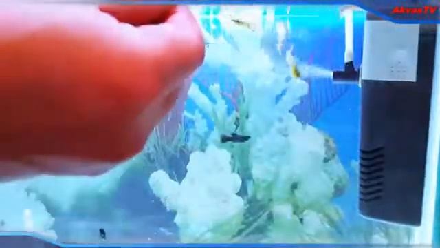 АКВАРИУМНЫЙ ВНУТРЕННИЙ ФИЛЬТР  КАК УМЕНЬШИТЬ ШУМ؟