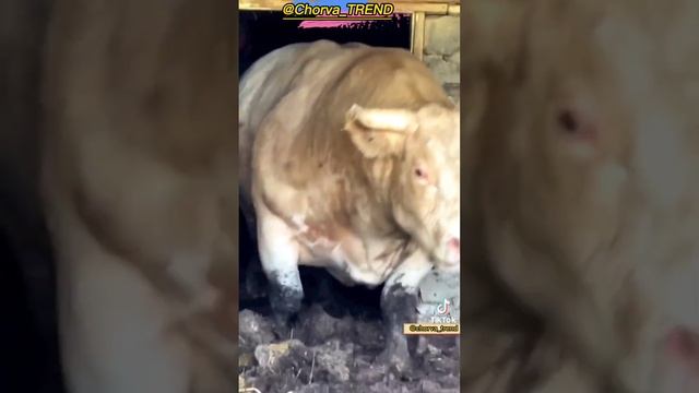 Шаролезская (Шароле) мясная порода.???