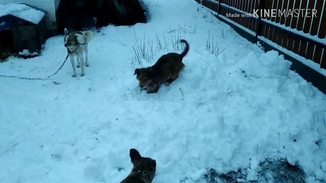 Боб и снег//Дела хозяйские смотреть онлайн