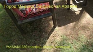 Город Медина, Королевство Саудовская Аравия. Виза в Саудовскую Аравию