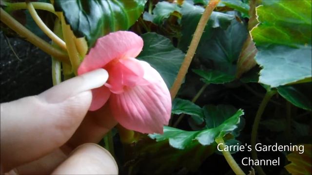 funky pink begonia seedlings bloomed, what do funky pink begonia's look like смотреть онлайн