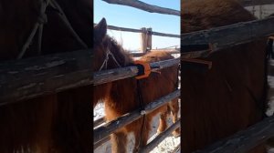 Фиксация и чипирование лошадей.