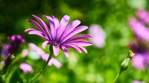 Подслушав разговор мужа с любовницей, жена не стала поднимать шум, а тихо вышла из квартиры, чтобы.