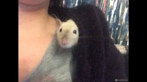 Клетка для крыс. Клетка Триол С2-1