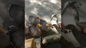 Как шипят гуси