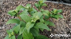 Что с ГОРТЕНЗИЕЙ? Наглядно ошибка в уходе, опыт с советы Евгении. Лимонная кислота и гортензия