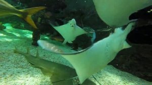 Дайвинг в Крокус Сити Океанариуме: чуть не задавили!
