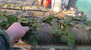 Что стало с клубникой, после обработки железном купоросом!? Хрюше понравилась редиска)))