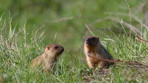 Сурки-байбаки (The Bobak-Marmot)
