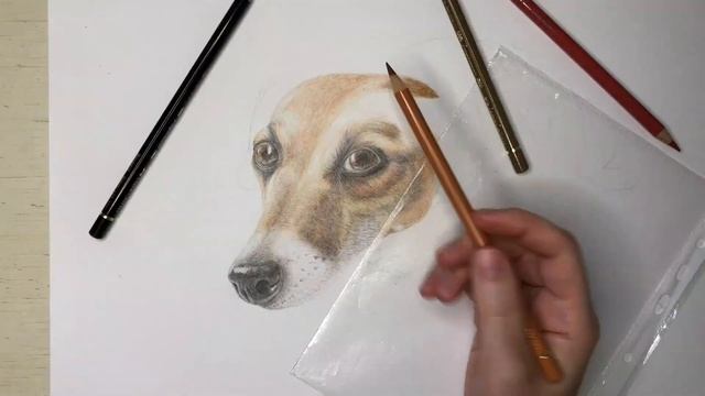 Любителям собак посвящается:) Джек-рассел-терьер. Рисунок цветными карандашами. Dog drawing. смотреть онлайн