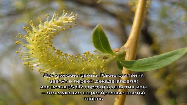 Какие цветут растения, цветы, деревья и кустарники ранней весной до распускания листьев: названия,.