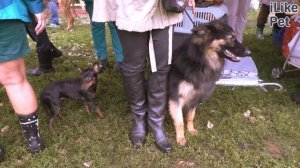 Богемская овчарка. Особенности, уход