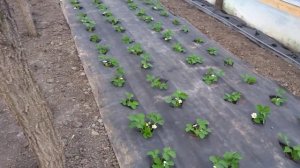 Клубника в теплице,разные сроки посадки,разное развитие.