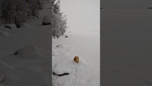 Следы Лисицы на белом снегу