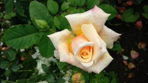 Розы.Как правильно применять Системные фунгициды для лечения болезней роз.