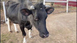 ЖИВОТНЫЕ РАДУЮТСЯ ВЕСНЕ