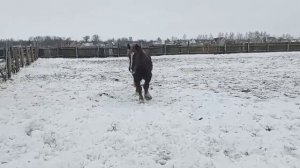 ЛОШАДИ как правильно гонять глистов у Лошадей