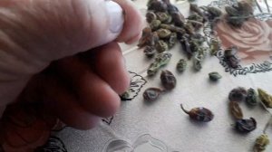 Софора Японская.Как вырастить саженцы из семян! ч.1я.