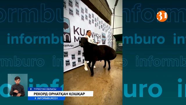 Салмағы 230 келі болатын қошқар Қазақстанның рекордтар кітабына енді