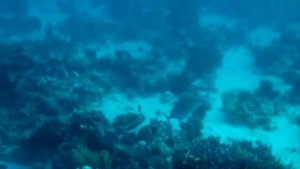Очень красивая Релакс музыка  + Красота подводного мира