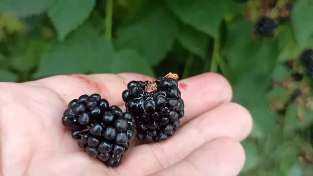 Ежевика Торнфри 7 октября 2020. смотреть онлайн