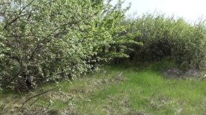 Пчеловодство. Расстановка ловушек для пчёл. Где ставить ловушки для пчел. Ловушка для пчел