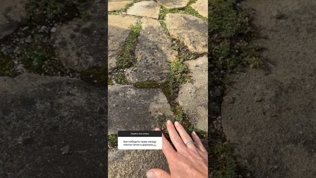 Как победить траву между плиток. #сад #малоуходныйсад #всевсад #трава #траваудома #марияниконова смотреть онлайн