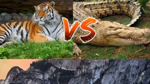#Амурский тигр против Нильского крокодила//Animals Battle//