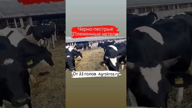 Черно пестрые племенные нетели оптом #крс
